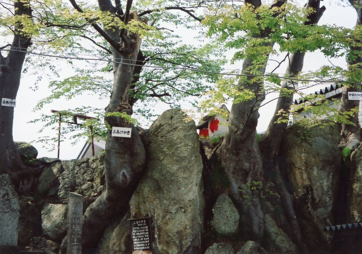 〔写真〕愛宕神社（三島けやき）/三島県令道路改修記念画帖　其之三　北村山郡楯岡駅市街ノ内岩石切リ割リノ図