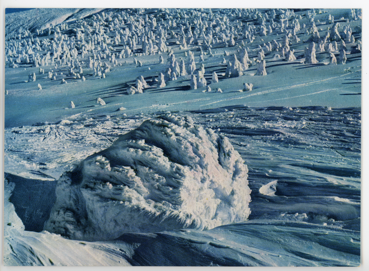〔絵葉書〕（山形県観光大観）県立公園、冬の蔵王山　樹氷美で世界に有名な蔵王山の樹氷原
