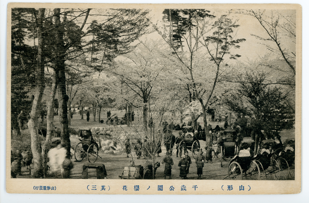 〔絵葉書〕（山形）千歳公園の櫻花（其三）（山形屋発行）