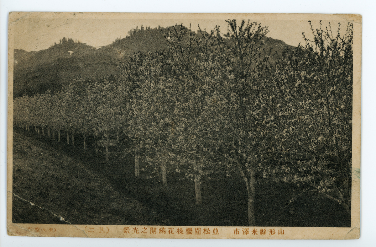 〔絵葉書〕山形縣米澤市並松園桜桃花満開之光景(其二)