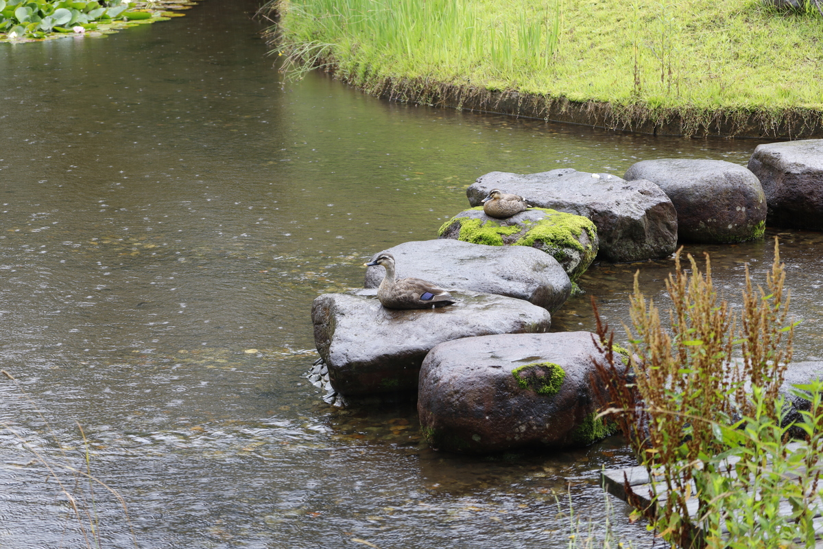 〔山形五堰写真〕御殿・八ヶ郷堰親水広場　